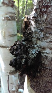 Chaga closeup