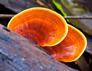 Reishi-Growing-on-Logs